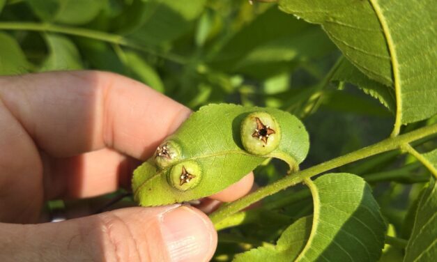 Question of the Week – Pecan Leaf Phylloxera