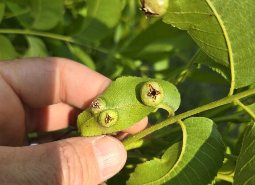 Pecan leaf phylloxera (Phylloxera notabilis)