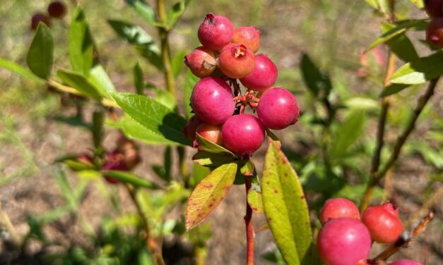 Question of the Week – Pink Lemonade Blueberry