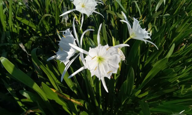 Question of the Week – Rocky Shoals Spider Lily