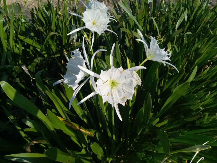Rocky Shoals Spider Lily.