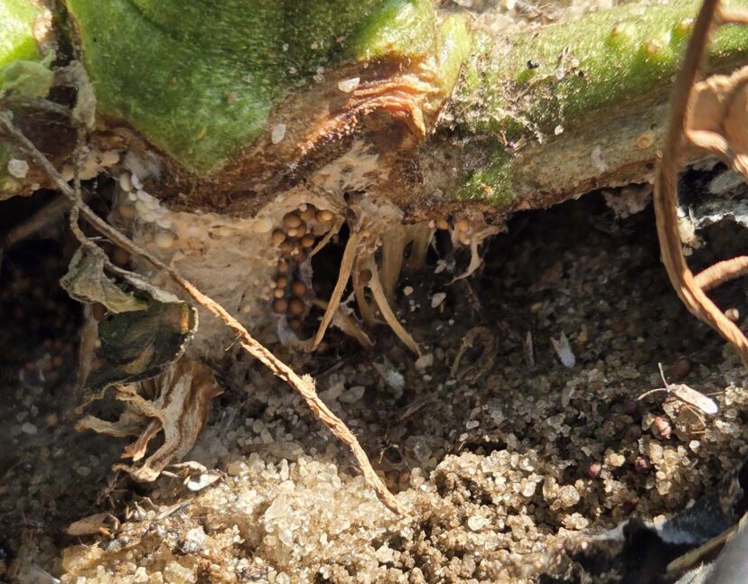 Sclerotia of Southern blight on the base of a pepper stem.