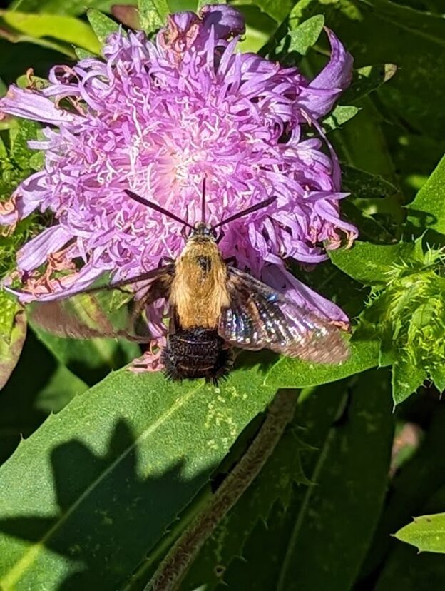 Snowberry clearwing moth (Hemaris diffinis).