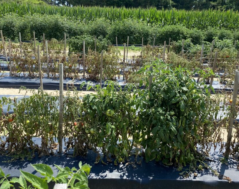 Southern stem blight is moving quickly through this field. Notice the grafted tomato plants in the back are untouched.