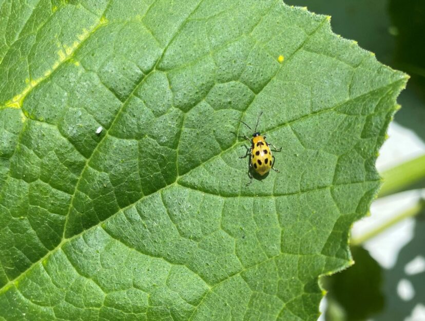 Spotted cucumber beetles are showing up in cucurbits.
