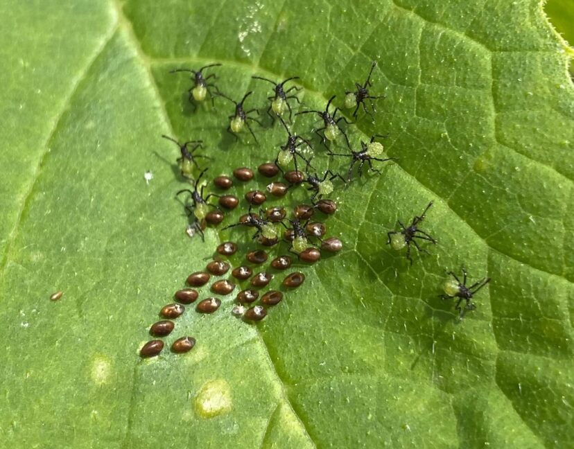 Squash bug nymphs in the first instar after hatching from their eggs on a cucumber leaf