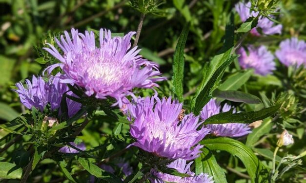Pollinator Visitors to Stokesia
