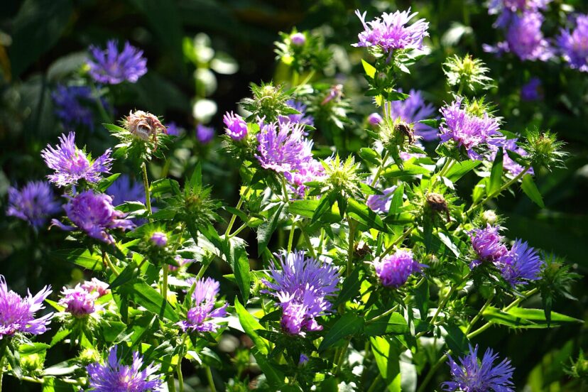 Stokes Aster (Stokesia laevis) is in the Asteraceae family and native to the southeastern United States.