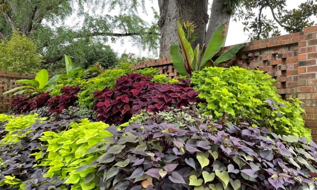 This Month in Your Garden – July 2024