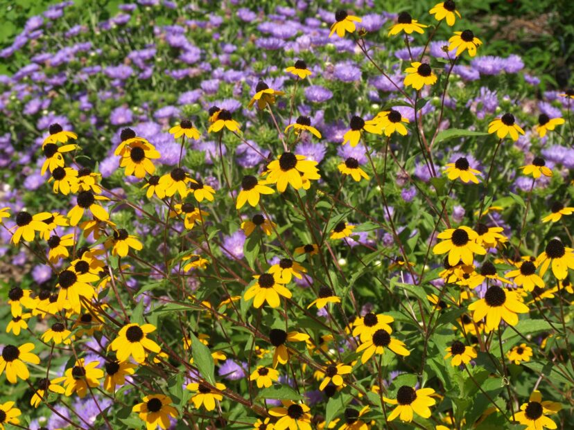 The cool blue Stokes Aster flowers intensify the bright yellow of Black-eyed Susans (Rudbeckia fulgida).