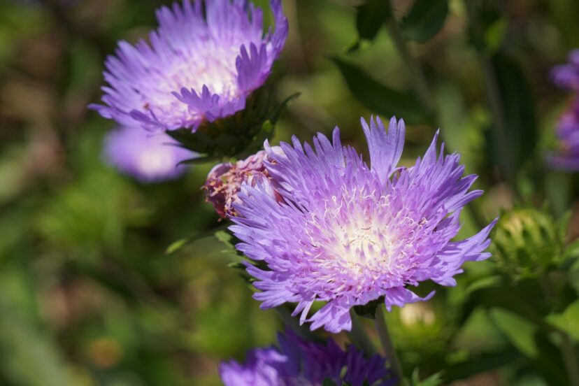 The flowers look like feathery pincushions.