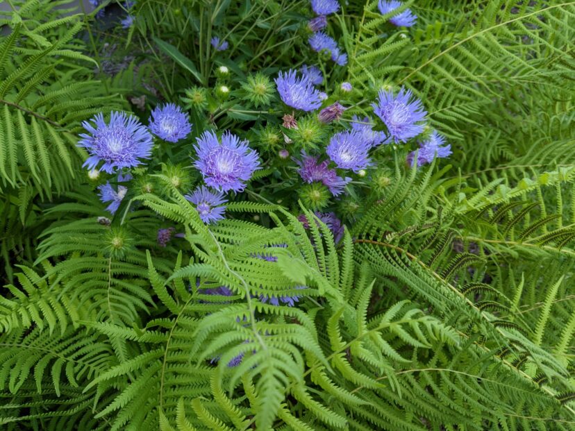 The intense blue flowers of Stokes Aster contrast well with lacy, bright green fern fronds.