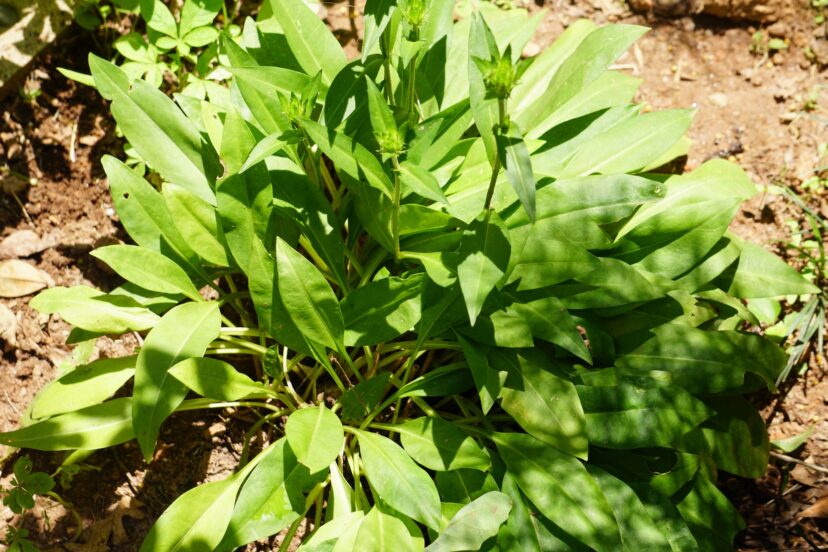 The lance-shaped leaves are 6 inches long and form an attractive basal rosette growth habit.