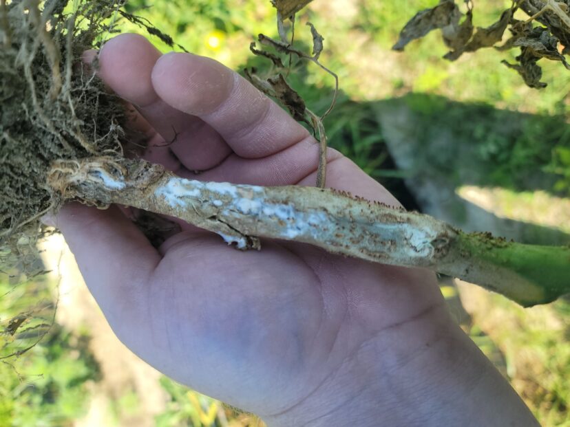 The white growth of Sclerotinia looks similar to that of Southern blight. To distinguish the two, split open the stem to look for the large, black sclerotia of Sclerotinia, as opposed to the small, tan and brown sclerotia around at the base of the stem of Southern blight.
