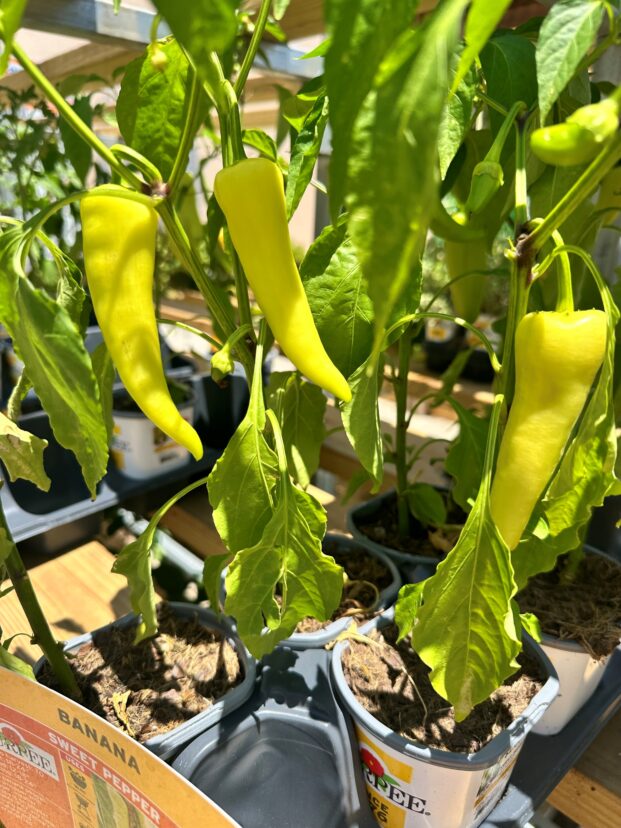 These banana peppers are ready for harvest.