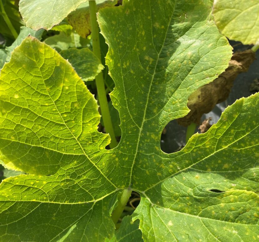 This could be an early symptom of powdery mildew on summer squash. When in doubt, send a sample to the lab.
