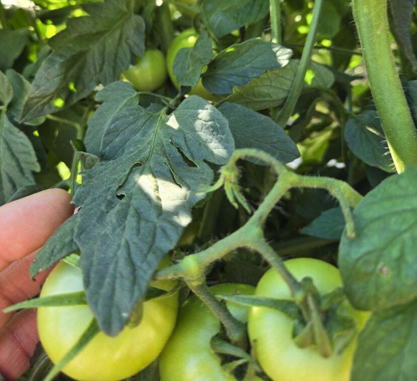 Tomato plants are loading up in the Midlands.