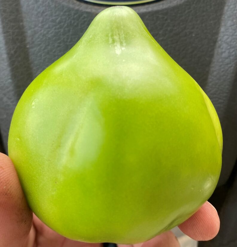 Tomato with odd, pointed blossom end.
