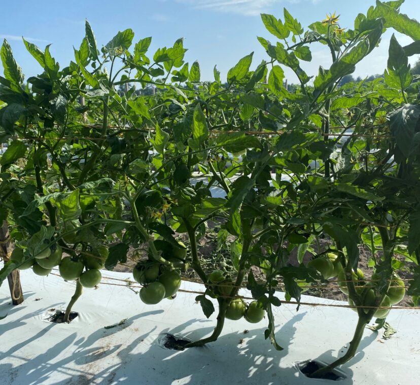 Tomatoes look good in the Pee Dee.