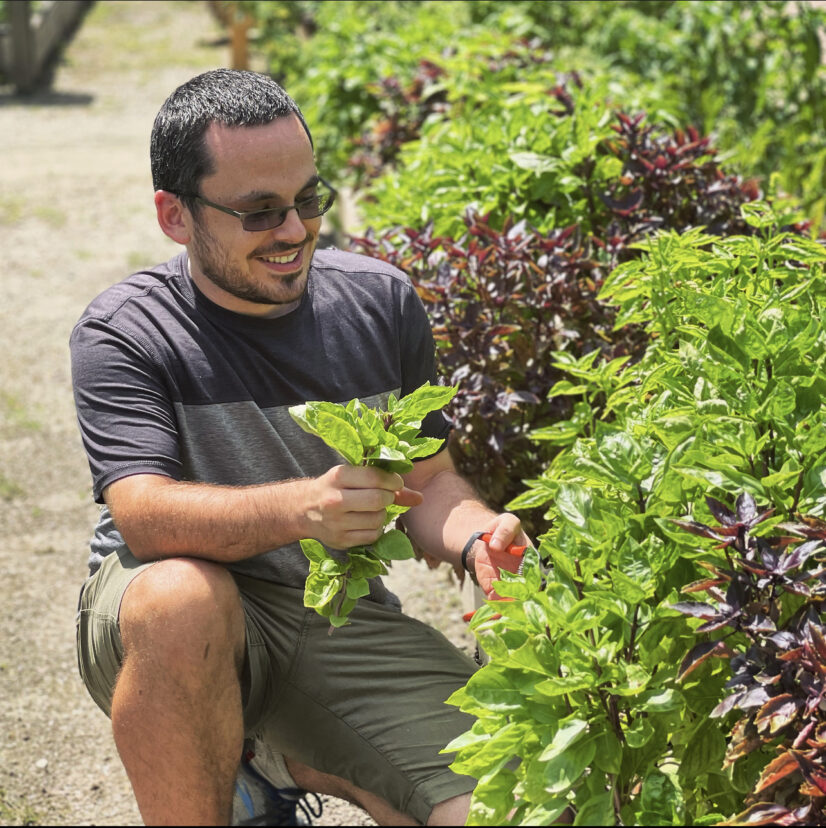 Trimming back leafy herbs such as basil improves plant healthy and vigor.