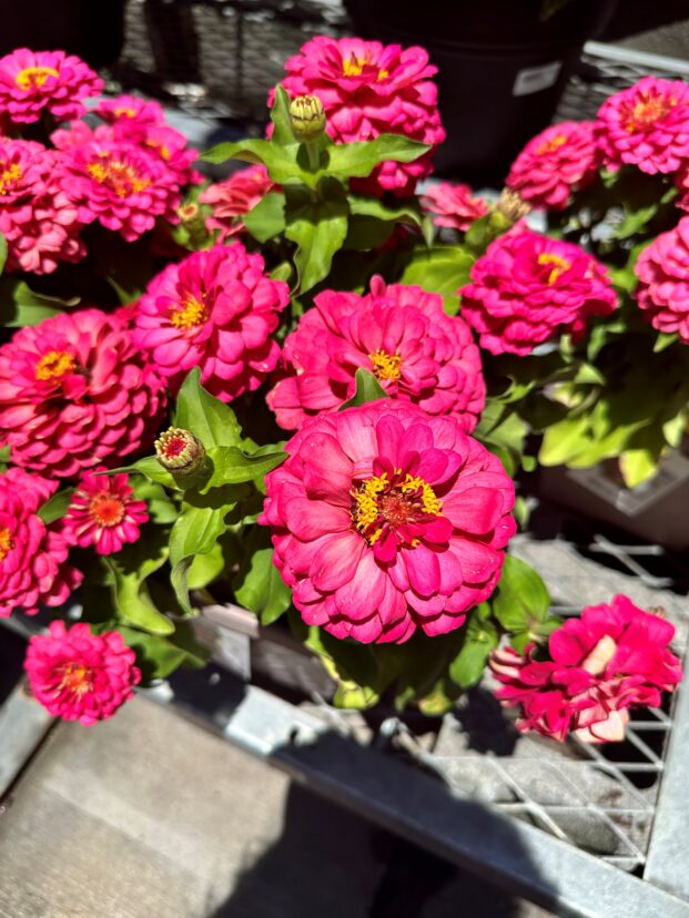 Zinnias can be a great addition to the garden, whether they are in a pot or in a flower bed.