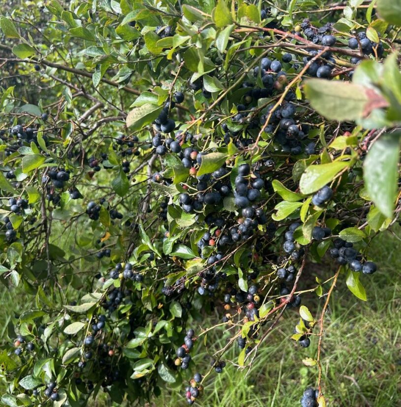 Incredible yields on rabbiteye type blueberries after two tough years with few, if any, berries. (Z. Snipes) 