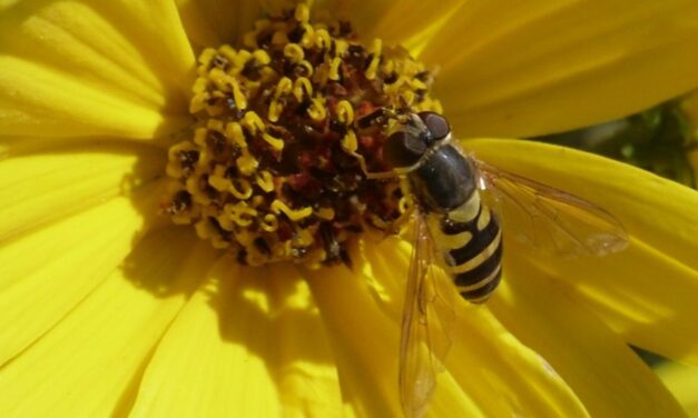 This Month in Your Garden- August 2024