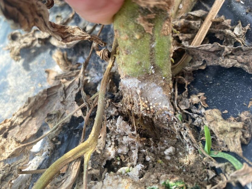 White mycelia and spherical sclerotia on a tomato stem associated with Southern blight.