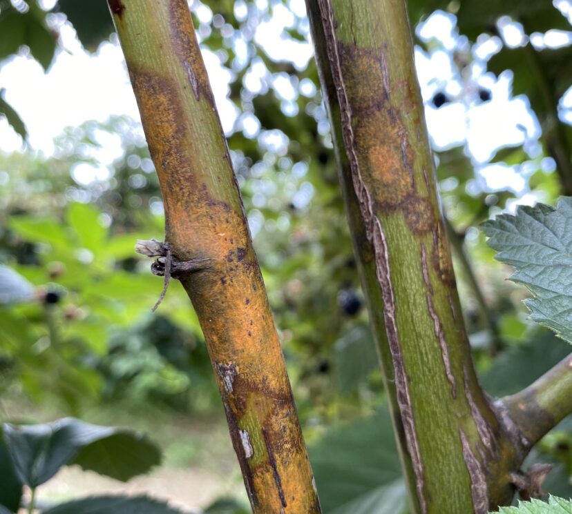 The key symptoms of orange cane blotch are lesions on the blackberry cane that develop an orange, velvety appearance. The orange color comes from the production of certain pigments by spore-producing structures. Symptoms occur in early spring, and cane lesions can coalesce under wet, humid conditions.