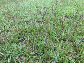 Centipedegrass seedheads are more dainty, slender, spike-like racemes.