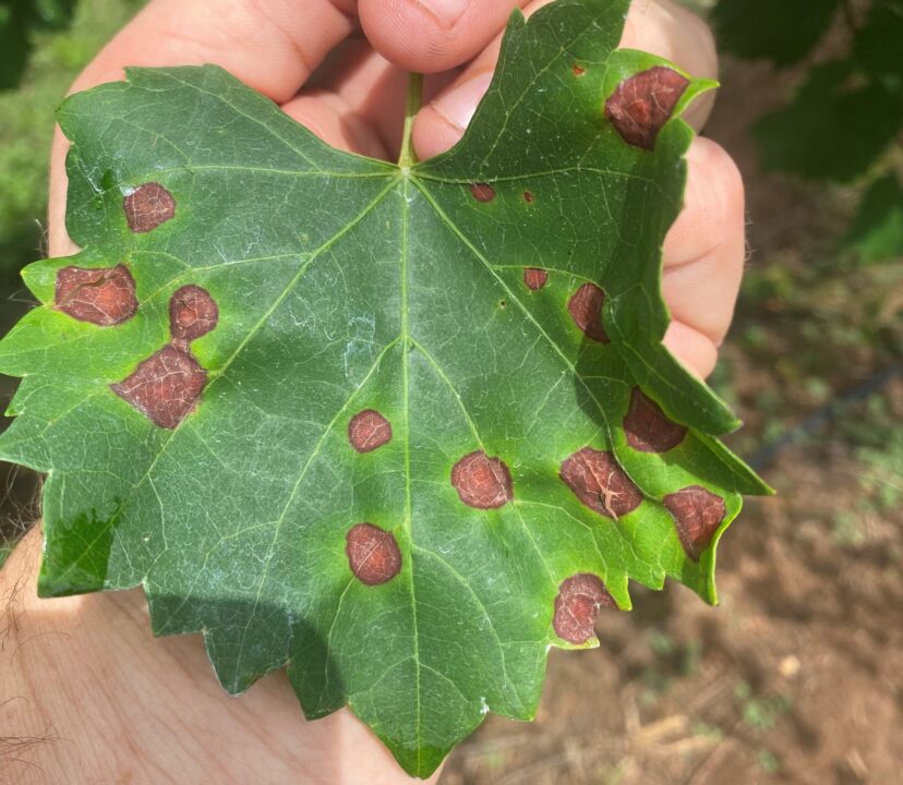 Black rot symptoms on muscadine foliage. <br/> Andy Rollins, ©2024, Clemson Extension 