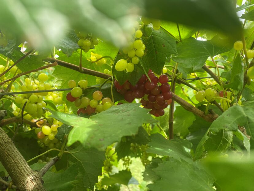 Razzmatazz fruit are beginning to ripen. <br/> Andy Rollins, ©2024, Clemson Extension 