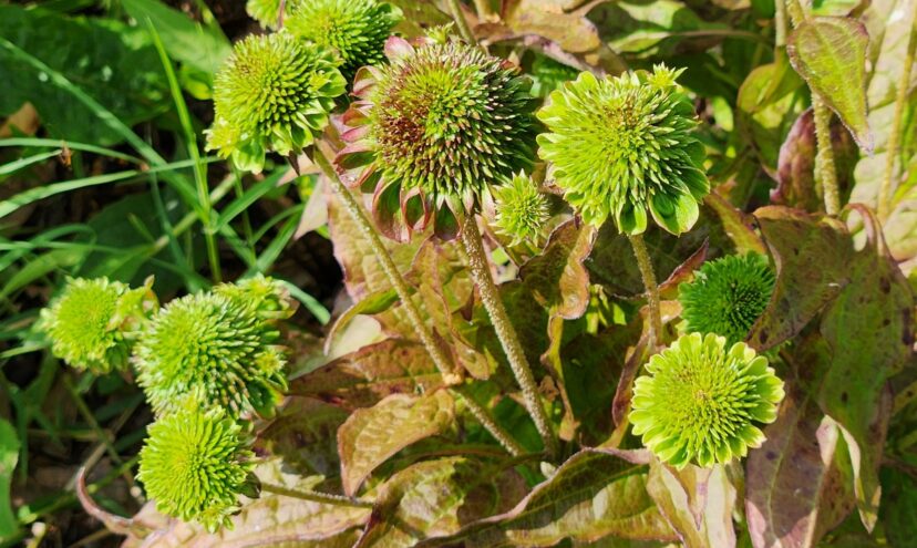 As the disease progresses, all the flowers and foliage are affected by aster yellows.