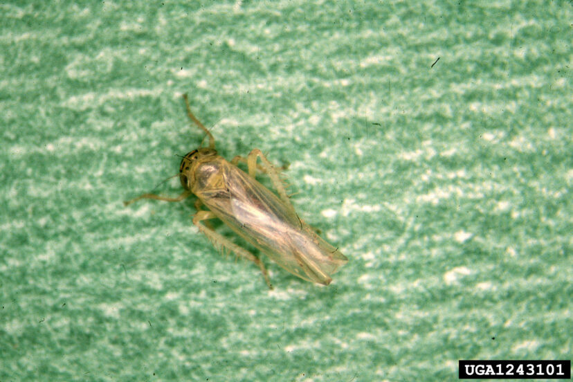 Aster leafhoppers (Macrosteles quadrillineatus) carry the aster yellows pathogen, infecting the plant tissue when they feed on it.