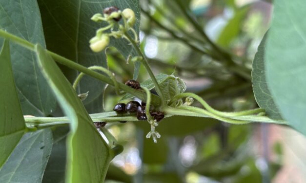 Question of the Week – Kudzu Bug
