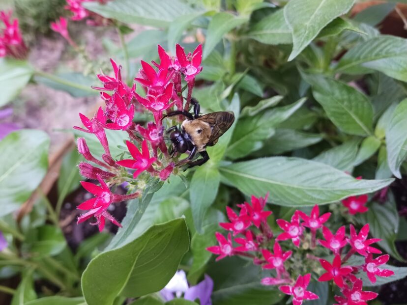 Bees and butterflies also visit Pentas for nectar throughout the summer. They are a favored nectar source for Tiger Swallowtail butterflies.