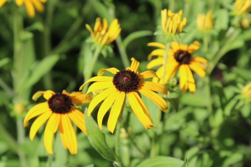 Black-eyed Susan (Rudbeckia ‘American Gold Rush’) grows in part shade to sun.