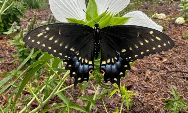 Rain Gardens as Wildlife Habitat
