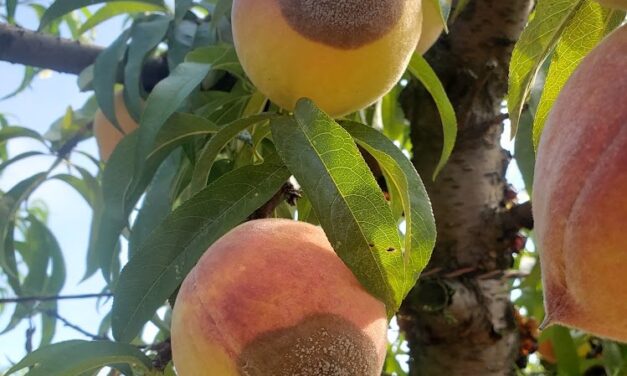 SC Fruit and Vegetable Field Report–July 15, 2024