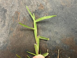 Centipedegrass has leaves that are alternately arranged on the stolon.