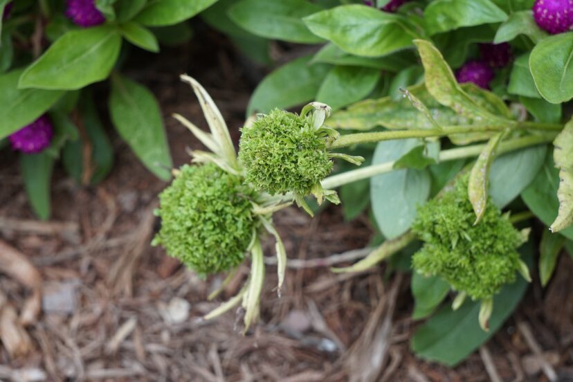 Coneflowers (Echinacea purpurea) infected with aster yellows will have malformed and green flowers.