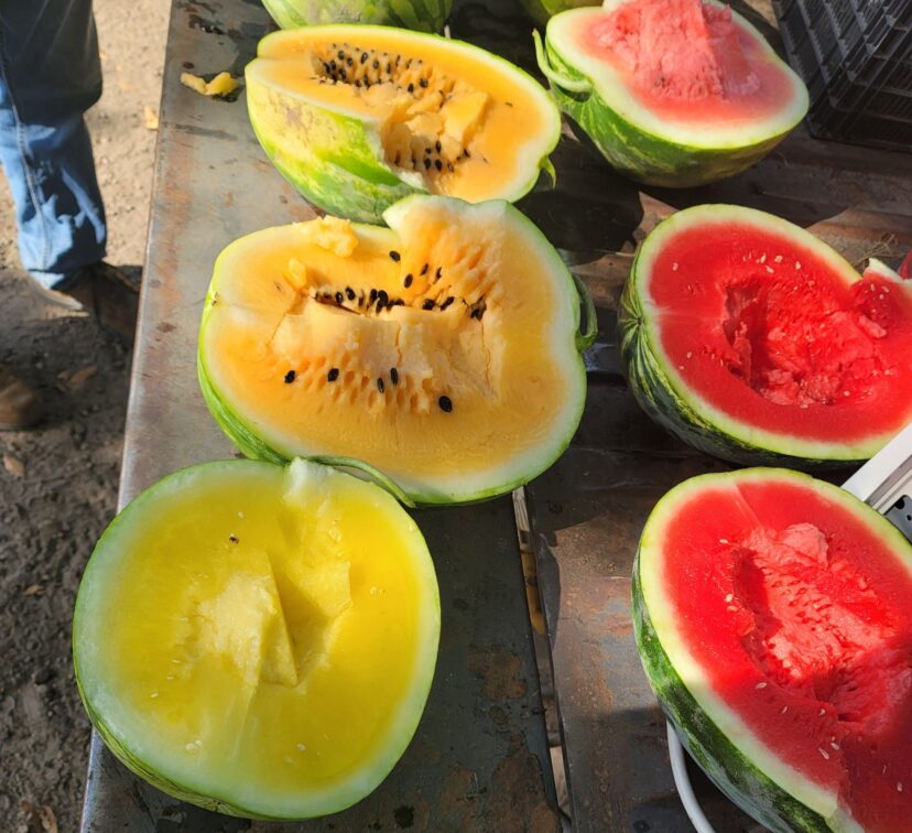 Different varieties of watermelon are becoming ready for harvest.