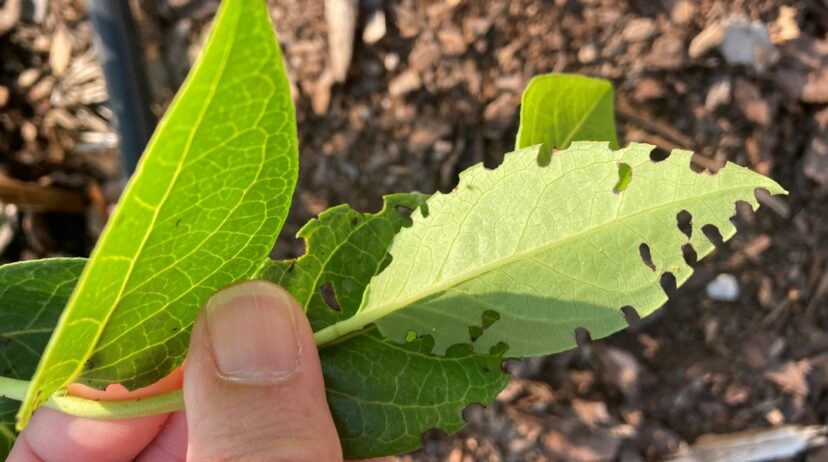 Distinctive feeding pattern caused by flea beetles.
