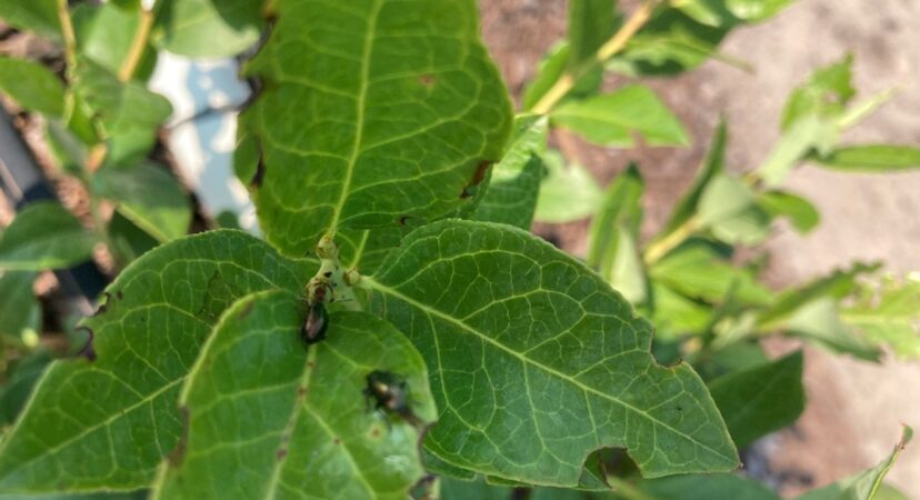 Flea Beetles feeding on blueberry leaves.