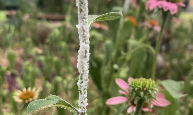 Question of the Week – Planthopper