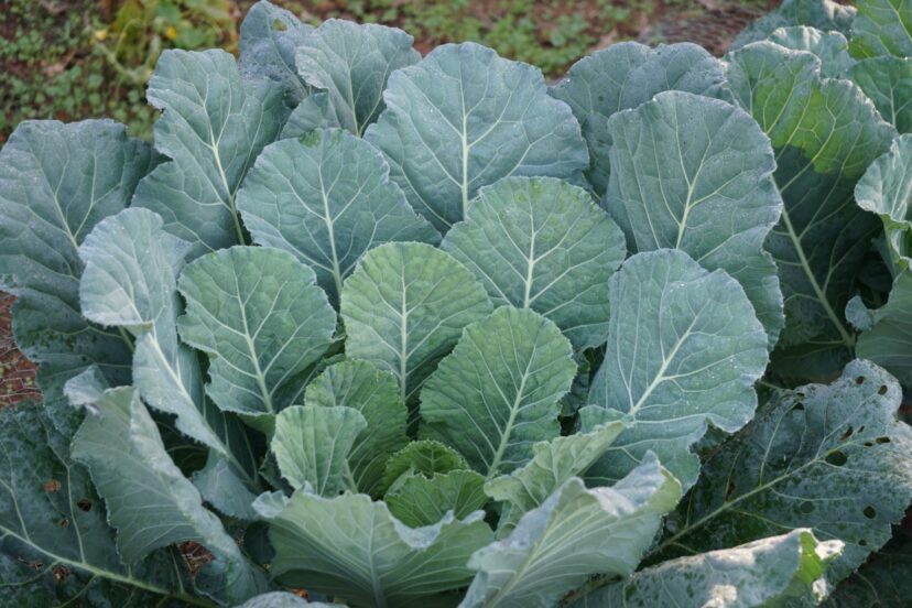 Georgia Southern Collards are an heirloom variety.