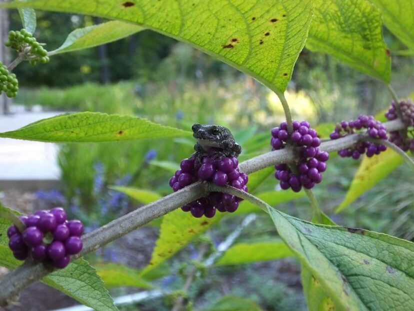 Gray Treefrog on American Beautyberry.