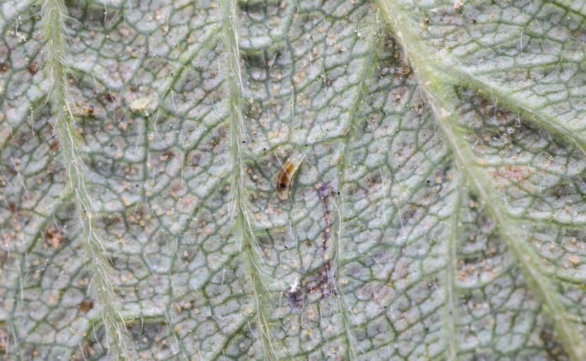 Hover fly larva on strawberry leaf.