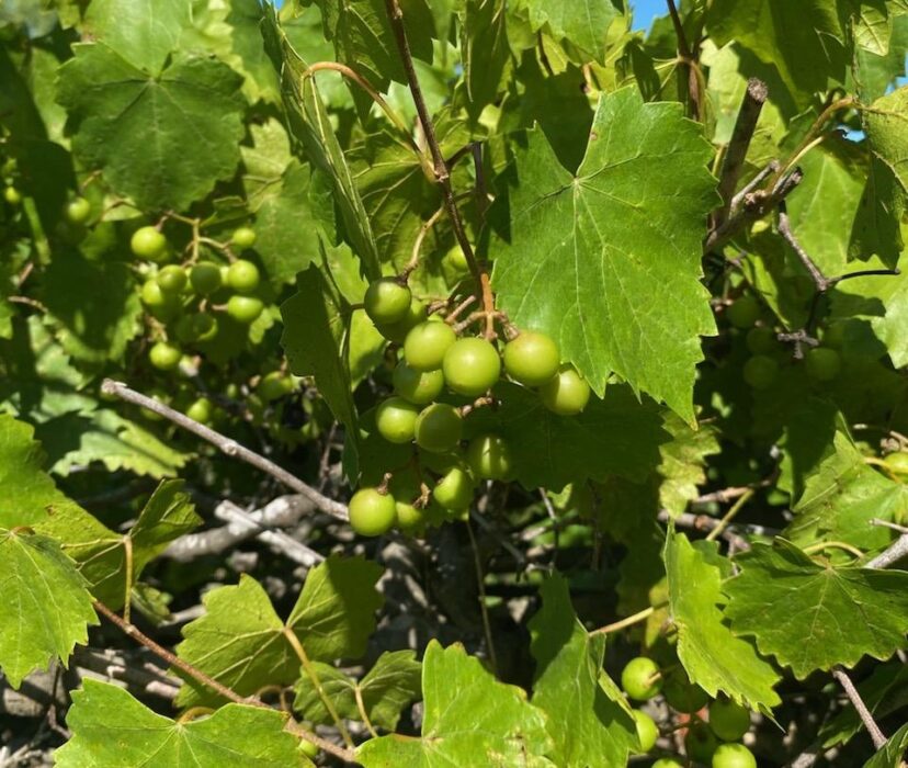 Muscadine grapes look beautiful.