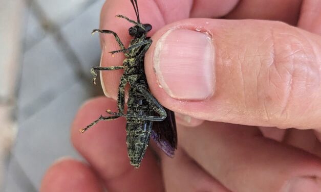 Meeting a Mydas Fly